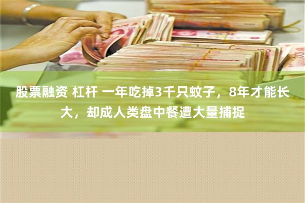 股票融资 杠杆 一年吃掉3千只蚊子，8年才能长大，却成人类盘中餐遭大量捕捉